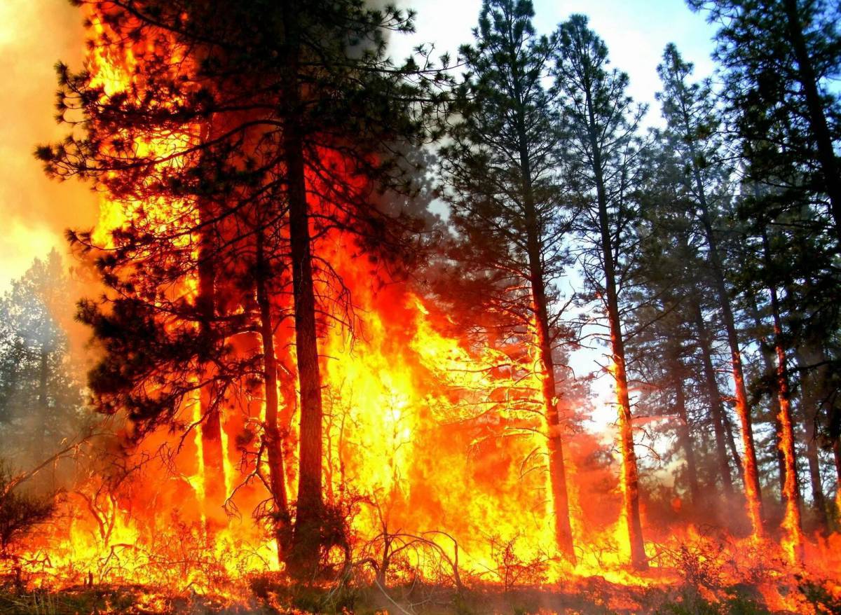 Пожар в лесу #35