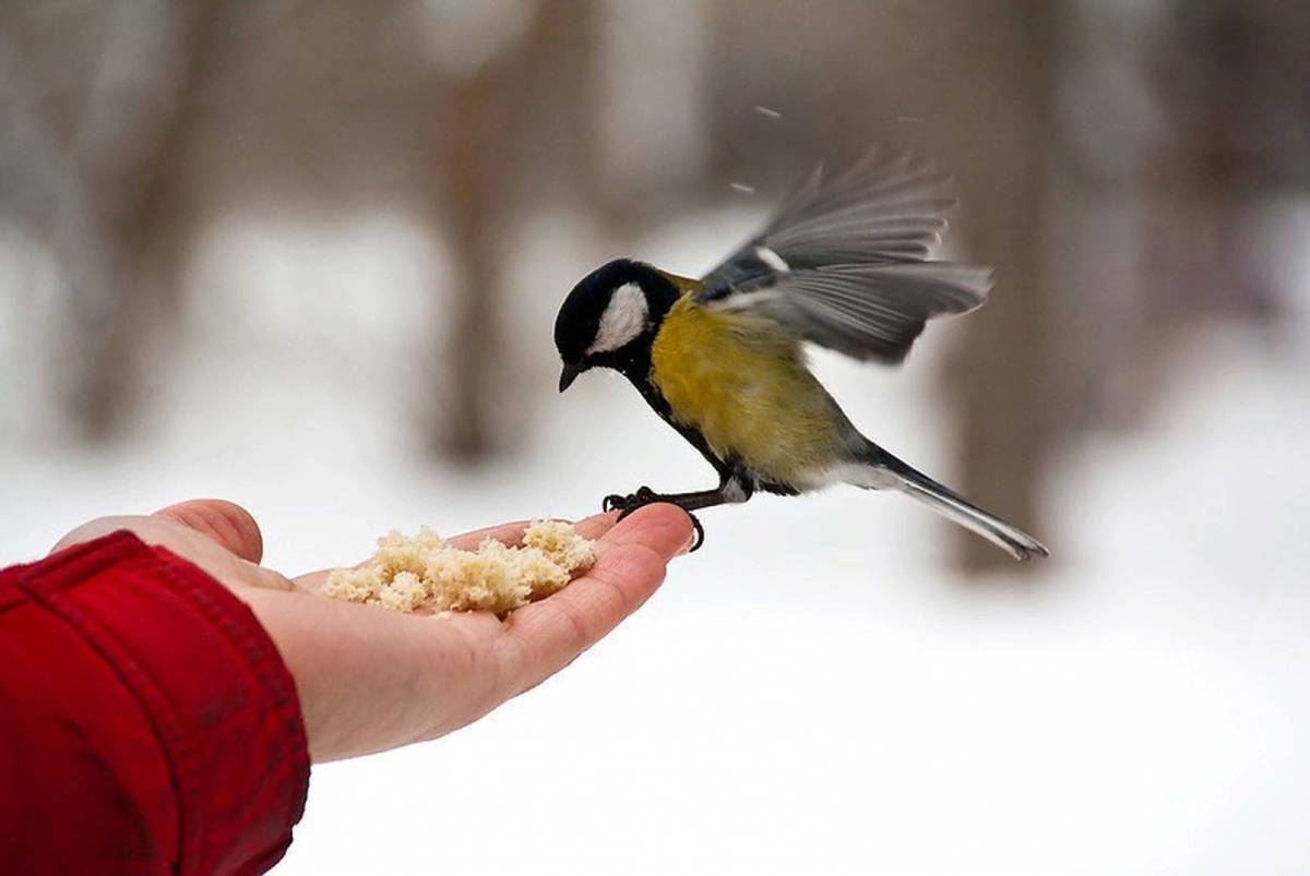 Покормите птиц зимой для детей #12