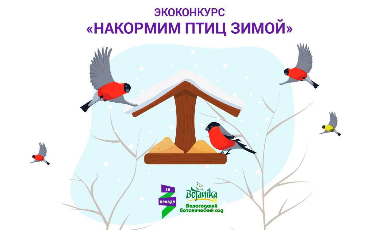 Покормите птиц зимой для детей #24