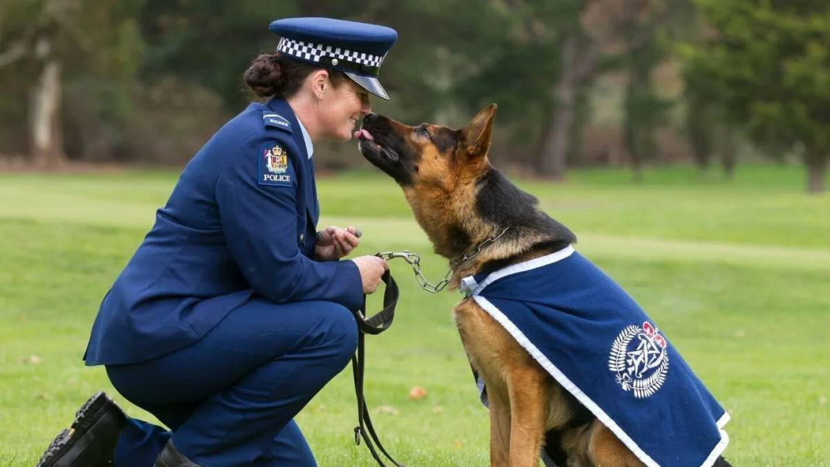 Полицейская собака #8