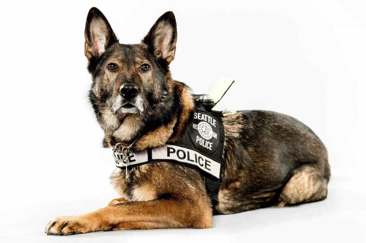 Полицейская собака #23