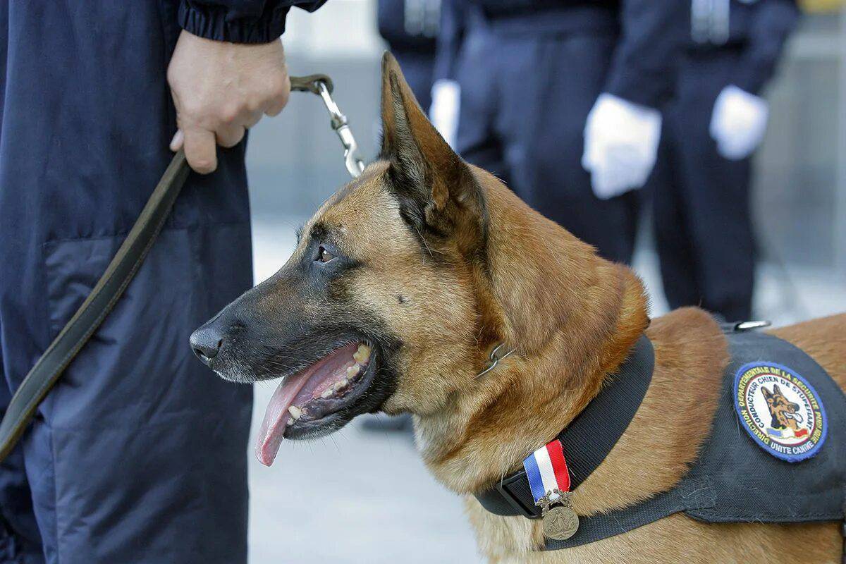 Полицейская собака #26