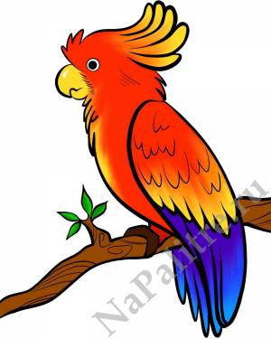 Раскраска попугай для детей 3 4 лет #30 #456001
