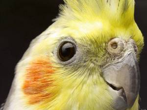 Раскраска попугай корелла #9 #456018