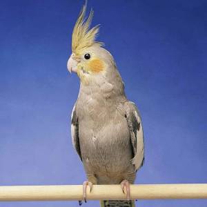 Раскраска попугай корелла #15 #456024