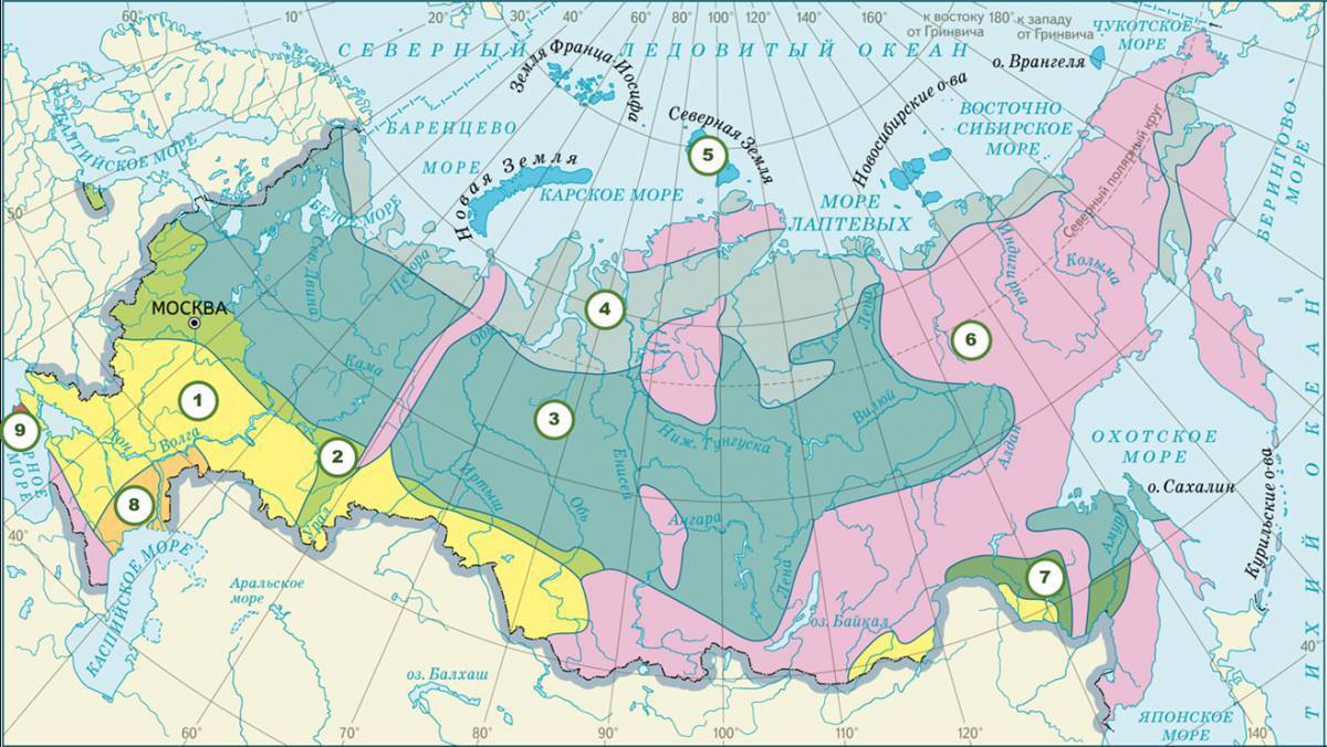 Природные зоны россии с картинками