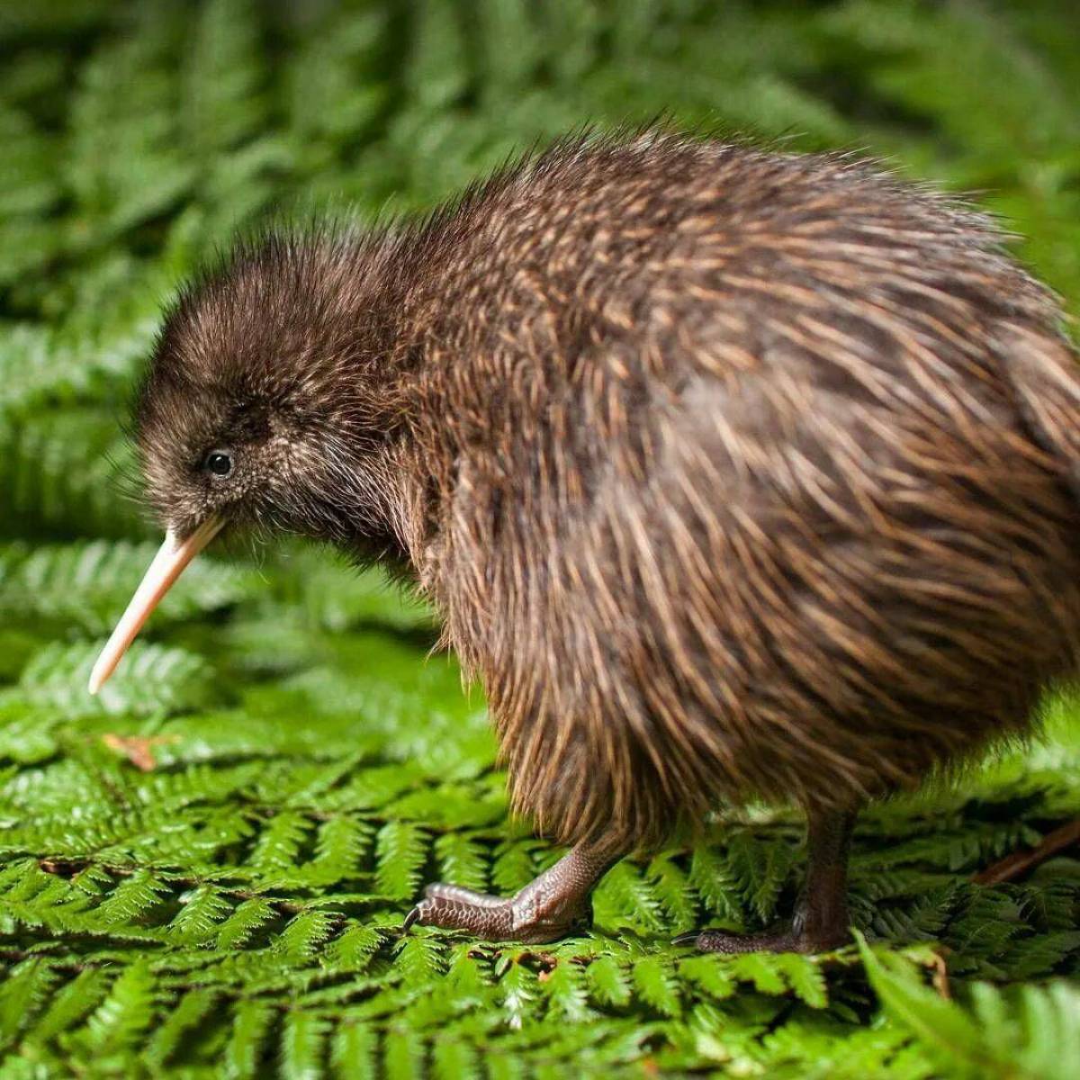 Kiwi orchestra. Киви птица. Новозеландия птица киви. Северный бурый киви. Южный киви птица.