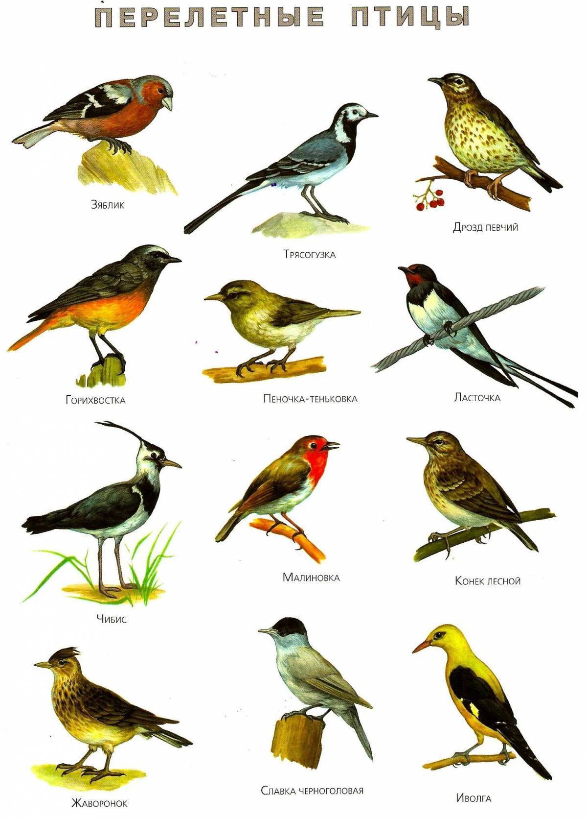 Перелетные птицы картинки для детей демонстрационный материал