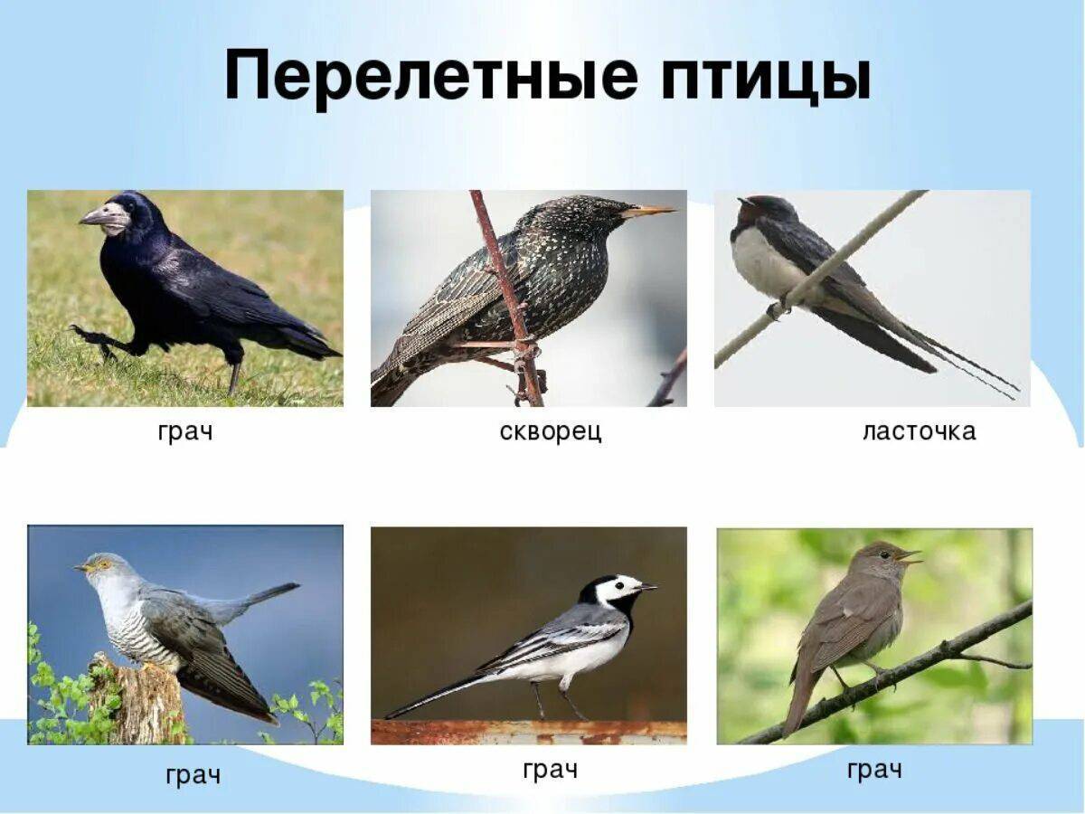 птицы россии картинки для детей