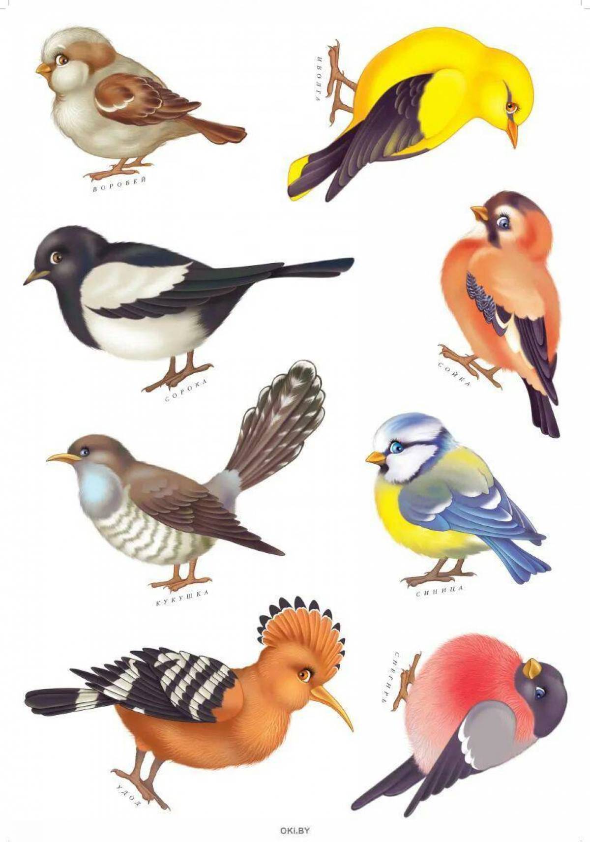 фото птицы для детей рисунок