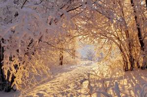 Раскраска природа зимой #39 #460983