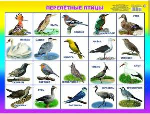 Раскраска птицы для детей 5 6 лет #33 #463841