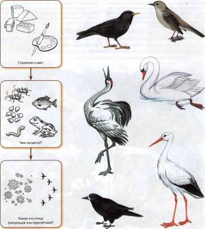 Раскраска птицы для детей 6 7 лет перелетные #7 #463854