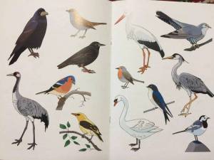 Раскраска птицы для детей 6 7 лет перелетные #22 #463869