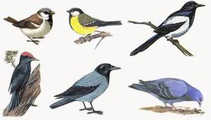 Раскраска птицы для детей 6 7 лет с названиями #5 #463891