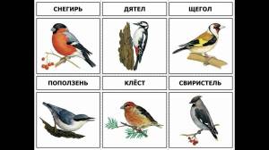 Раскраска птицы для детей 6 7 лет с названиями #7 #463893