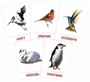 Раскраска птицы для детей 6 7 лет с названиями #12 #463898