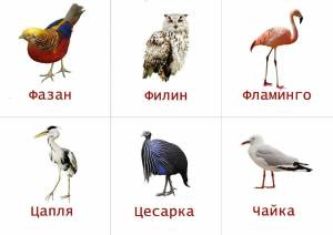 Раскраска птицы для детей 6 7 лет с названиями #14 #463900