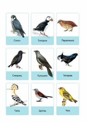 Раскраска птицы для детей 6 7 лет с названиями #24 #463910