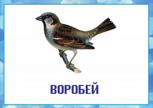 Раскраска птицы для детей 6 7 лет с названиями #25 #463911