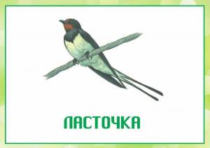 Раскраска птицы для детей 6 7 лет с названиями #28 #463914