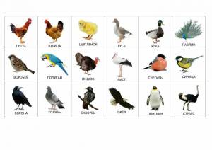 Раскраска птицы для детей 6 7 лет с названиями #30 #463916