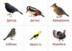 Раскраска птицы для детей 6 7 лет с названиями #34 #463920