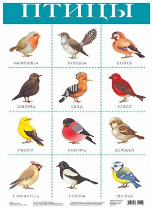 Раскраска птицы для детей 6 7 лет с названиями #39 #463925