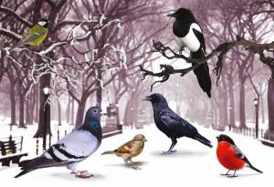 Раскраска птицы зимой для детей #1 #463926