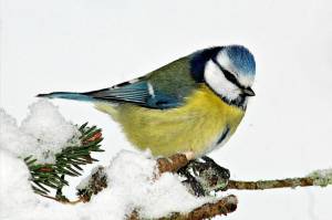 Раскраска птицы зимой для детей #8 #463933