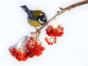 Раскраска птицы зимой для детей #15 #463940