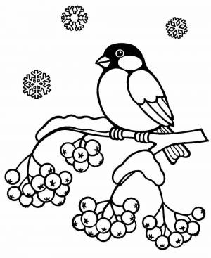 Раскраска птицы зимой для детей 3 4 лет #7 #463970