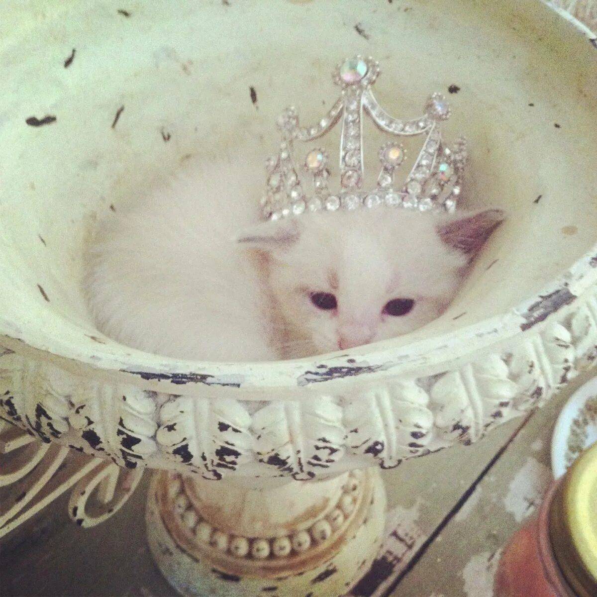 Принцесса с котиком #25