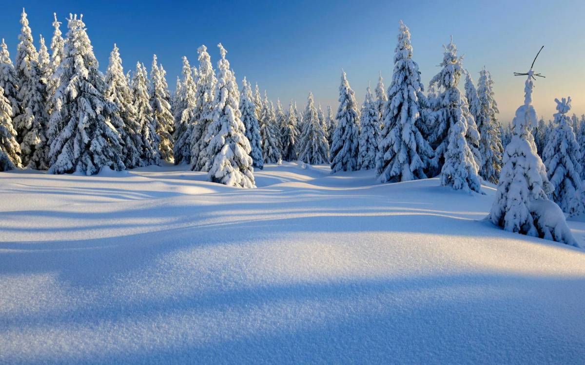 Природа зимой #38