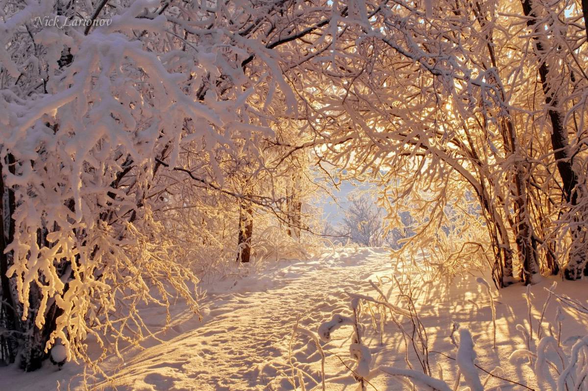 Природа зимой #39