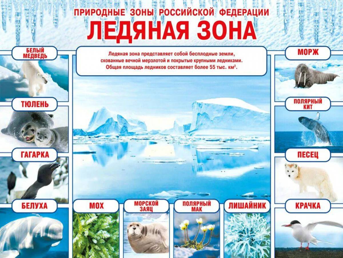 Природные зоны россии #15
