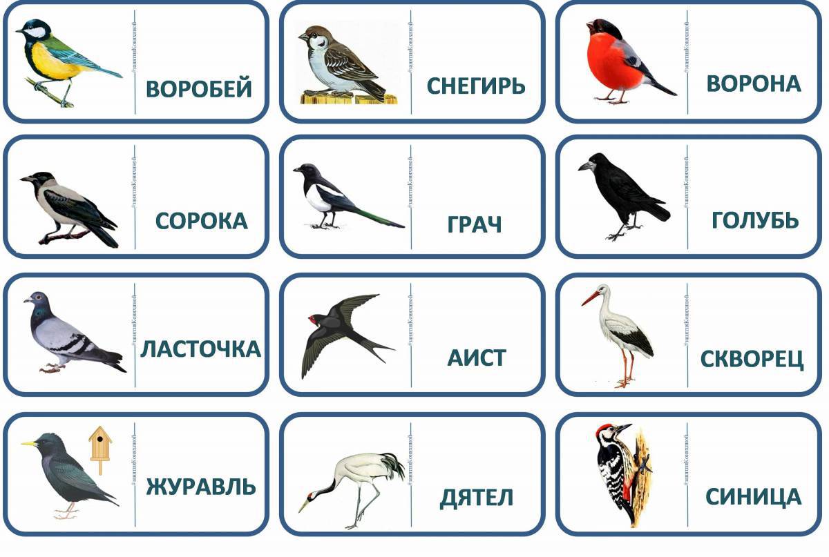 Картинки Птицы для детей 6 7 лет с названиями (39 шт.) - #5572