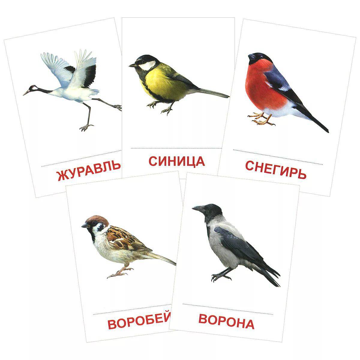 Птицы для детей 6 7 лет с названиями #31