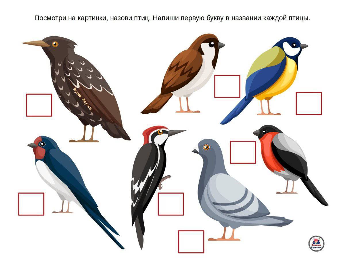 Картинки Птицы для детей 6 7 лет с названиями (39 шт.) - #5572