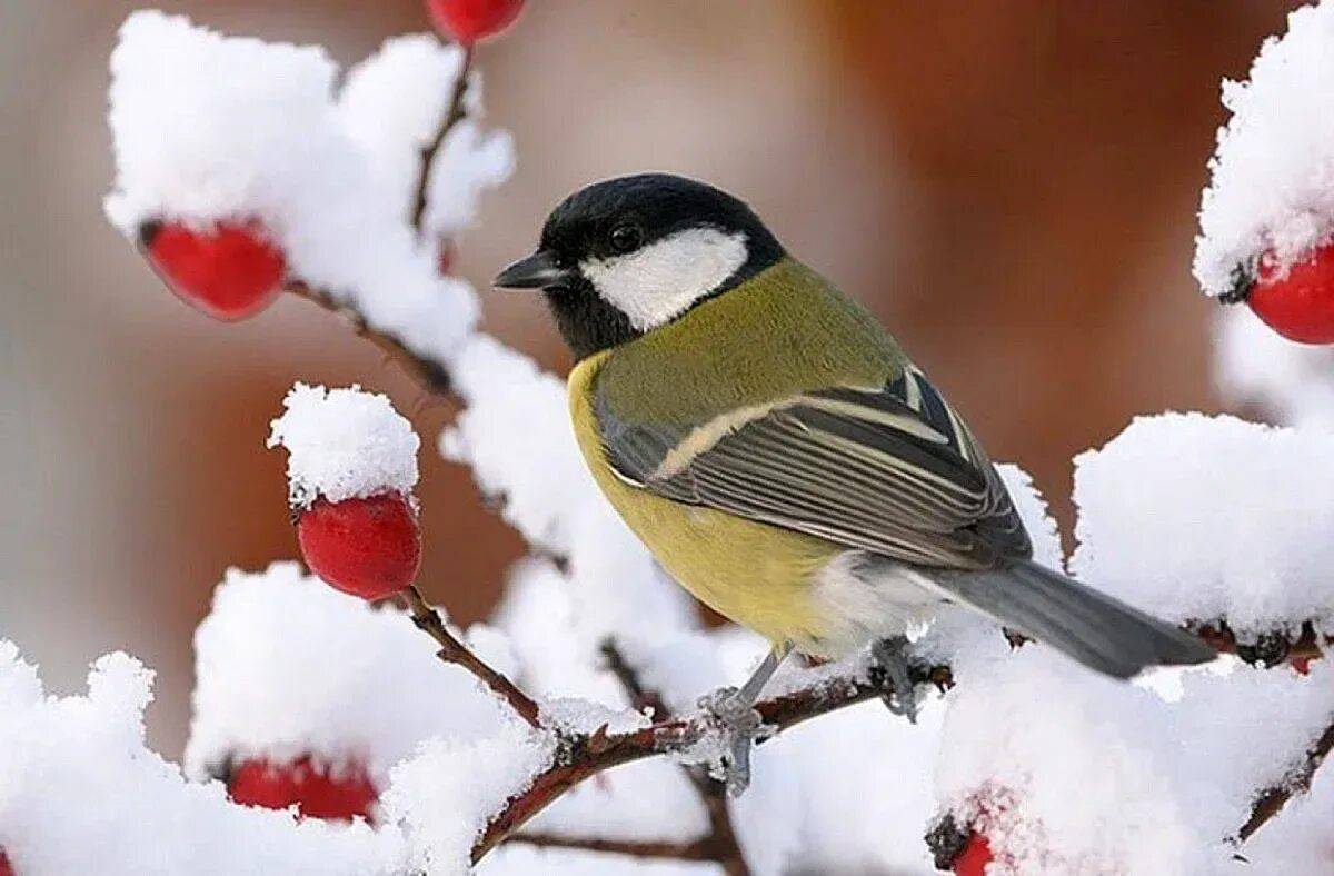 Птицы зимой для детей #20