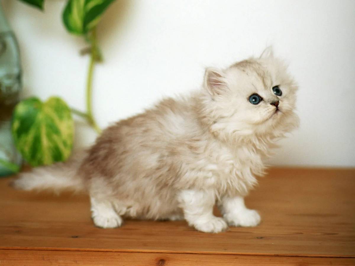 Пушистые котята. Маленькие котята пушистые. Котята милашки. Красивые пушистые котята.