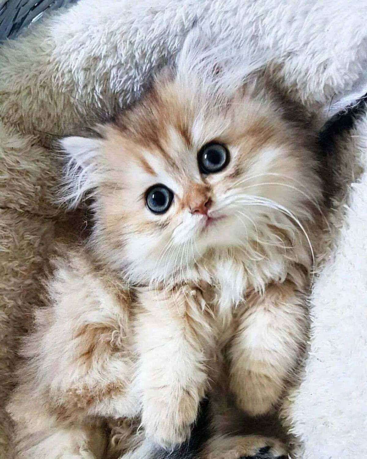 Кошка красивая маленькая