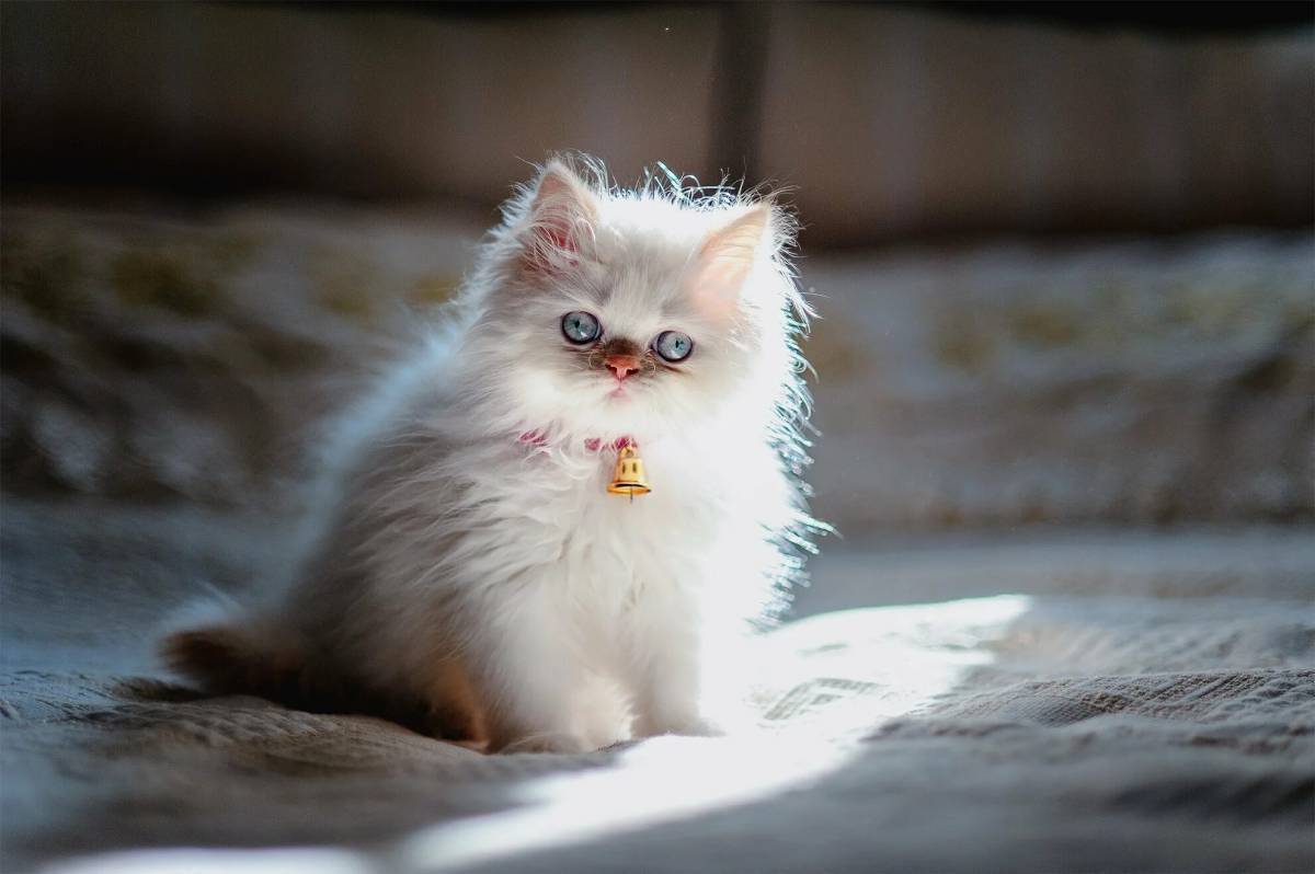 Персидская кошка. Пушистые котята. Маленькие котята пушистые. Пушистый котик.