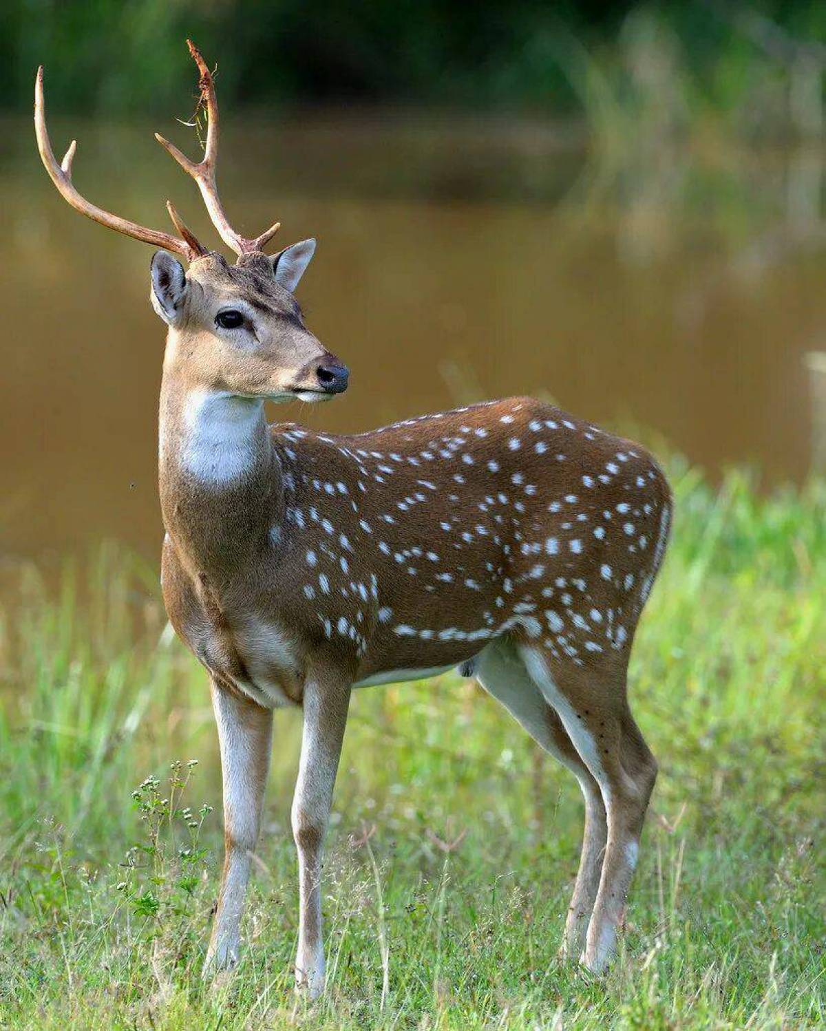 Пятнистое животное семейство. Пятнистый олень самка. Уссурийский пятнистый олень. Белохвостый олень самка. Олениха с олененком пятнистый олень.