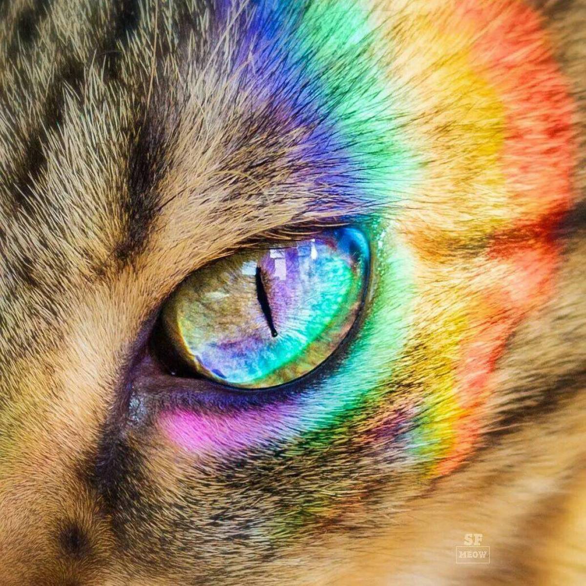 Кот хамелеон. Радужная кошка. Разноцветная кошка. Радужный котэ. Радужные котята.