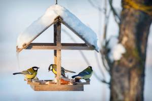 Раскраска птицы зимой у кормушки #2 #464040