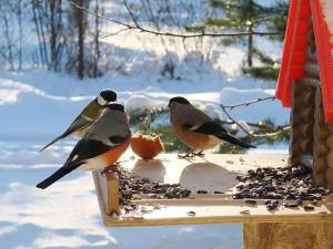 Раскраска птицы зимой у кормушки #3 #464041