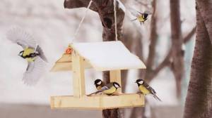 Раскраска птицы зимой у кормушки #4 #464042