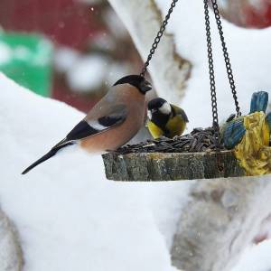 Раскраска птицы зимой у кормушки #12 #464050