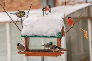 Раскраска птицы зимой у кормушки #13 #464051